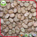 Dry Broad Beans / Fava Beans